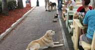 pet friendly restaurants tampa